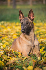 Belgian Malinois dog in yellow autumn leaves