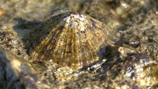 Gastropod mollusk Patella on the coastal rocks. Aegean Sea.
