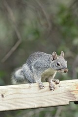 Arizona Gray Squirrel (Sciurus arizonensis)