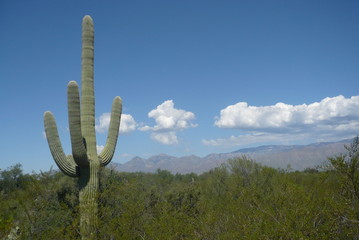 Saguaro landscape in Arizona