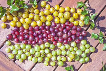 Ribes uva-crispa gooseberries