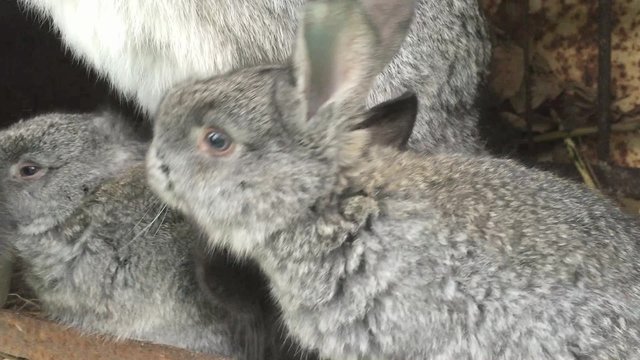 Rabbit bunny baby