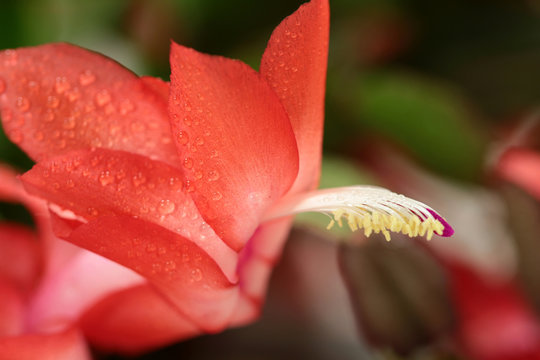 schlumbergera der Weihnachtskatus