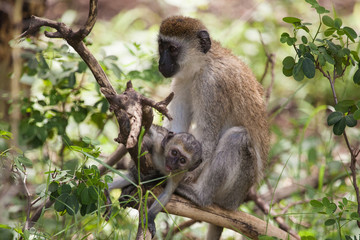 Naklejka na ściany i meble Vervet monkey baby and mother on the tree, Lake Manyara National Park, Tanzania, Africa