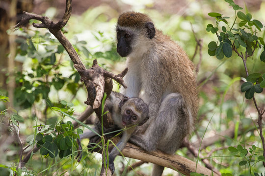 Vervet monkey baby and mother on the tree, Lake Manyara National Park, Tanzania, Africa