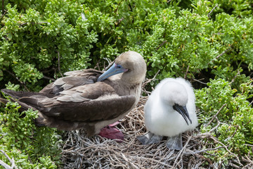 Red-Footed booby (Sula sula) with chick, Galapagos Islands, Ecuador