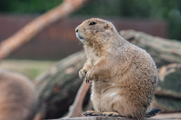 The Gopher