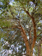 Afghan Pine tree crown full of dry seed cones in Phoenix, AZ