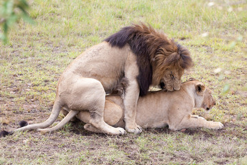 Lions mating in Masai Mara Reserve, Kenya, East Africa