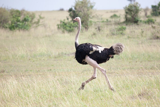 Male of African ostrich (Struthio camelus) running in Masai Mara Reserve, Kenya, Africa