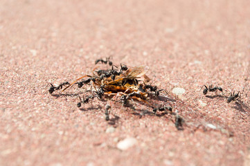 ants in attack