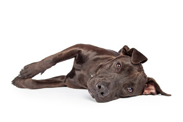 Labrador Crossbreed Dog Laying on Side