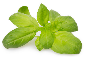 Fresh basil