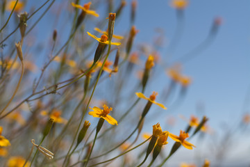 Flores en la Quemada 