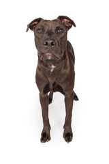 Labrador Retriever Crossbreed Dog Standing Over White