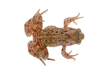 Brown European frog on a white background