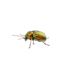 Metal green bug on a white background