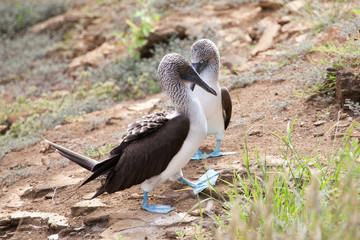 Pair of blue footed boobies performing mating dance, Galapagos Islands, Ecuador