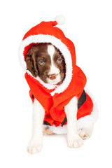 Puppy Dog Dressed as Santa Claus