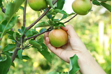 Female hand picking apple from tree
