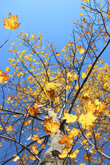 紅葉したユリの木