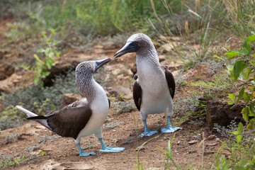 Pair of blue footed boobies performing mating dance, Galapagos Islands, Ecuador