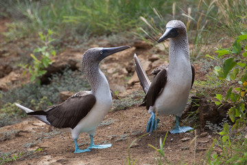 Fototapeta premium Pair of blue footed boobies performing mating dance, Galapagos Islands, Ecuador