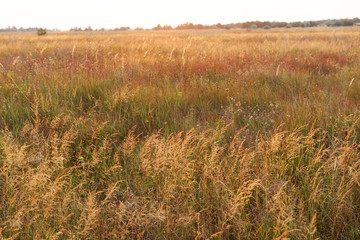 Fototapeta premium Field grass at sunset