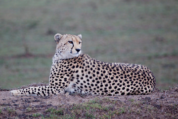 Cheetah lying and watching in Serengeti National park, Tanzania, Africa