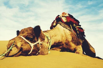 Fototapete Kamel Das süßeste Kamel, das im Wüstentierkonzept ruht