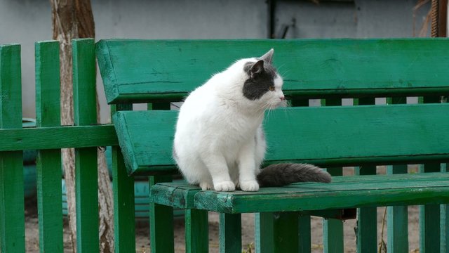 white cat scratched a flea bite is sitting on the bench