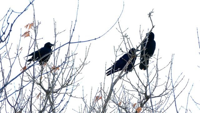 Three crows sit on the dry branches of a tree against the sky