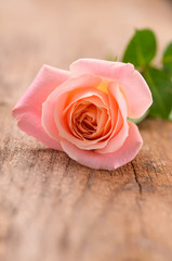orange rose on brown wooden background