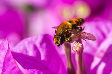 Little bee on purple flower