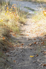 Path in the forest