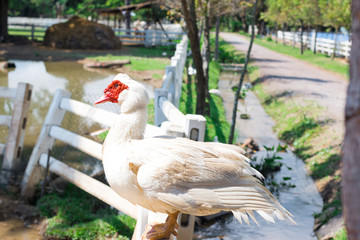 White Duck  in Thailand farm
