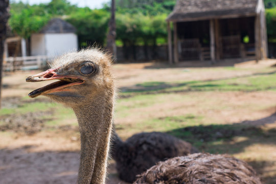 ostrich in Thailand farm
