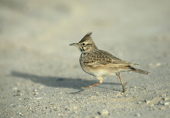 Crested lark moving away