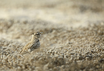 Crested lark
