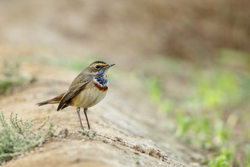 TBeautiful Bluethroat