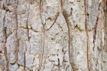 Old Wood Tree Texture