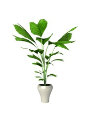 Plakat potted plant