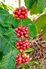 Coffee beans ripening on a tree.
