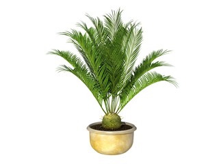 potted plant