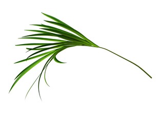 palm branch