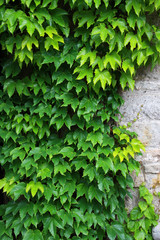 Fototapeta na wymiar Ivy leaves background