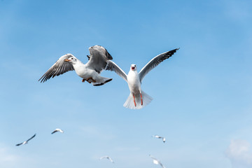 Beautiful Seagulls flying in the sky