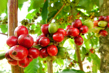 Coffee beans ripening on a tree.