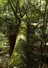 Fototapeta premium 苔が覆う倒木