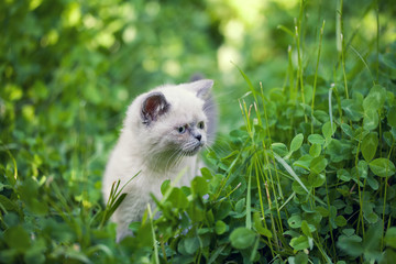 Little kitten walking in clover